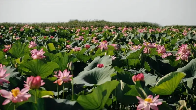 Атырау облысы 