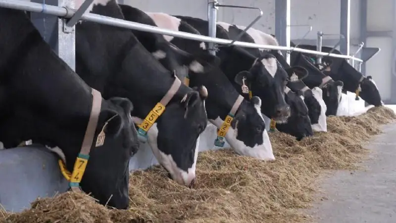 асыл тұқымды ірі мал 