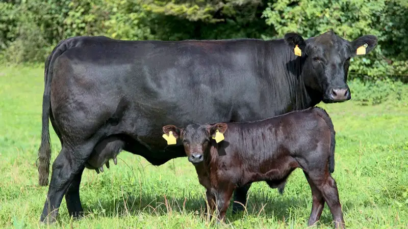 мал шаруашылығы 