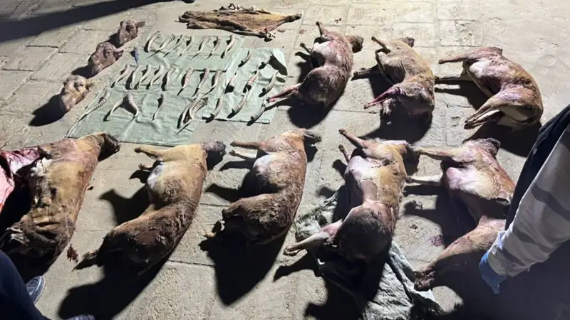 киік мүйіздерін заңсыз сақтаған