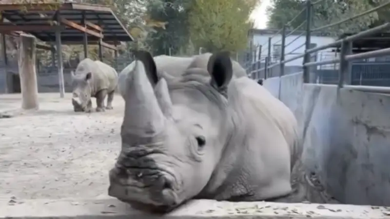 Мүйізтұмсық