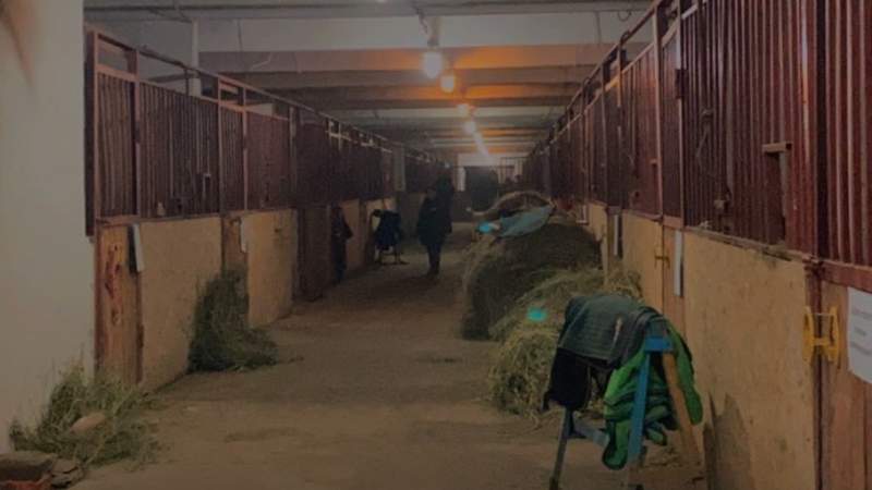 Тұлпар Тұлпар