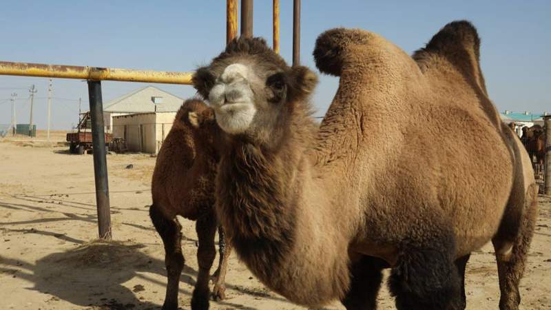 Маңғыстау облысы әкімінің баспасөз қызметі