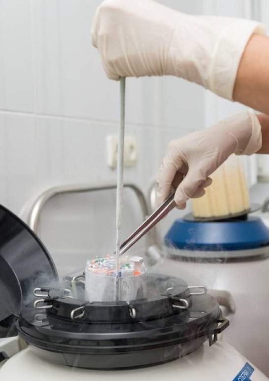 криоконсерваци, Ұрық сақтау криоконсервация