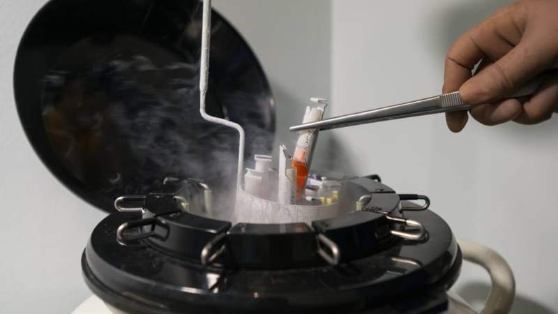 криоконсерваци, Ұрық сақтау криоконсервация