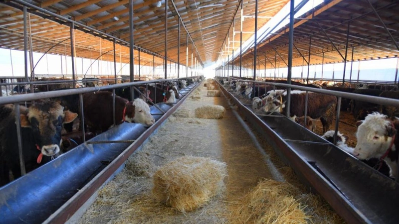 Мал шаруашылығы