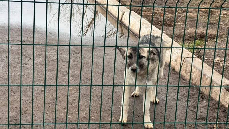 эвтаназиялау