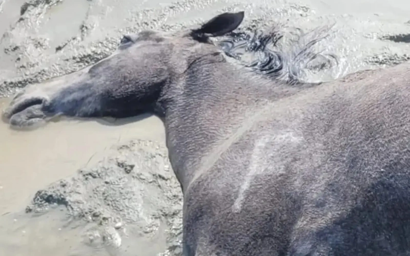 Маңғыстау облысы