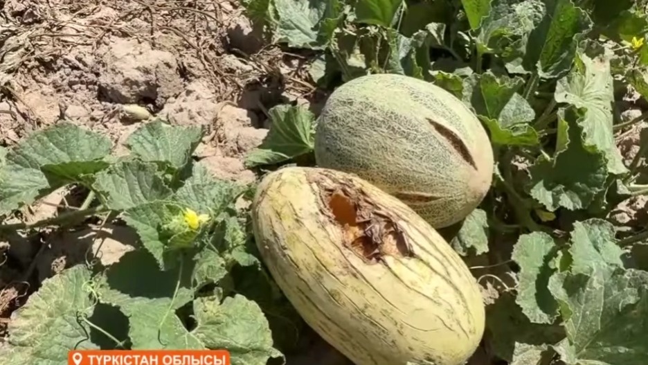 Қауын